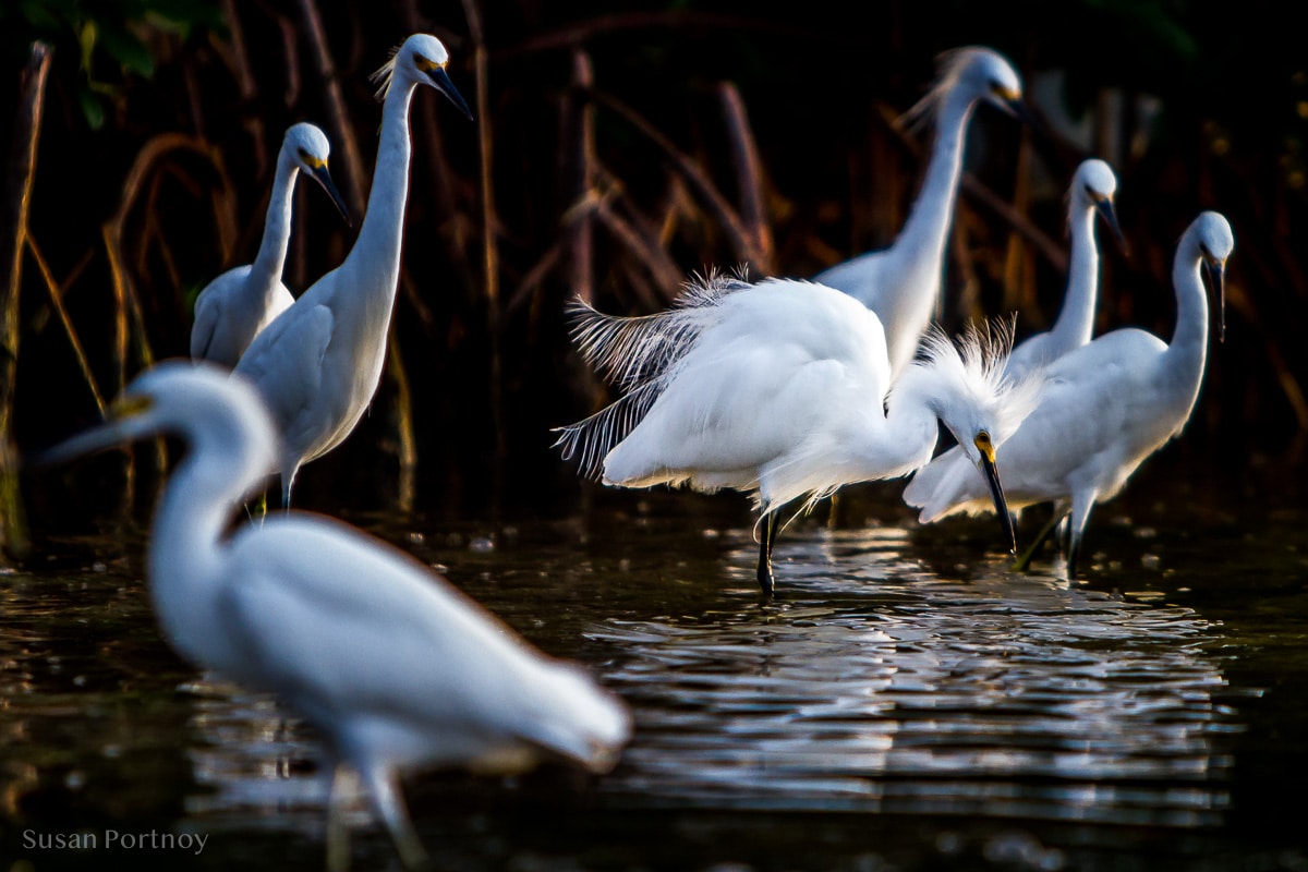 Egrets -Best Guide to the Ding Darling Wildlife Refuge on Sanibel Island