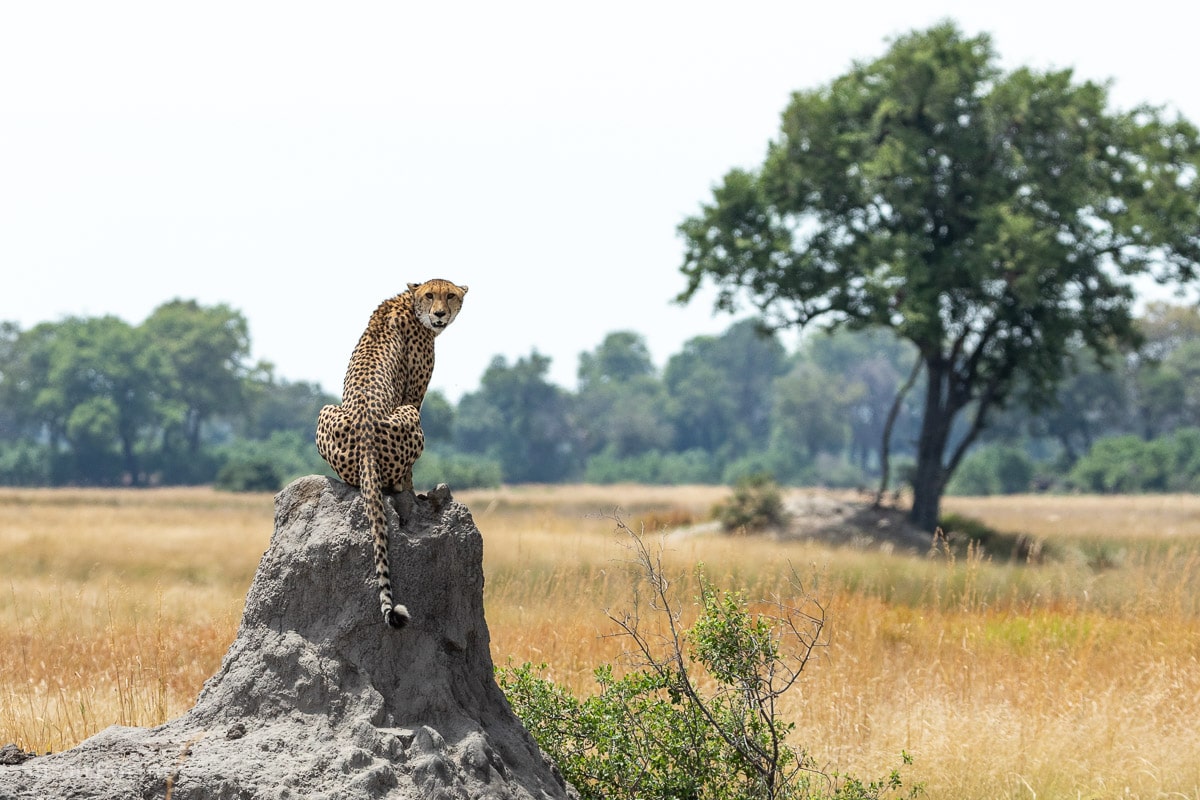 Cheetah momma scans her domain in search of prey - Duba Explorers Camp Okavango Delta, Botswana-017805