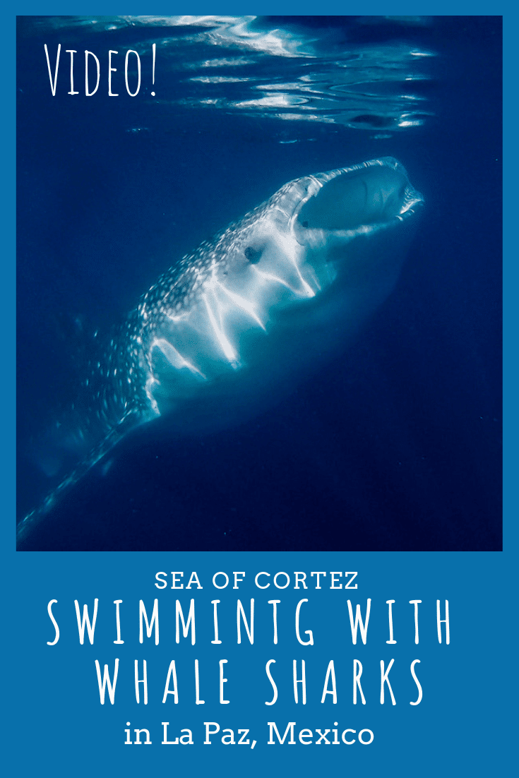 Swimming with whale sharks: one of the most fascinating experiences I've had. My video, stories, and photos will put you in the water with me!