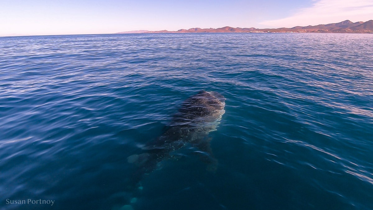 Whale shark from boat with open mouth