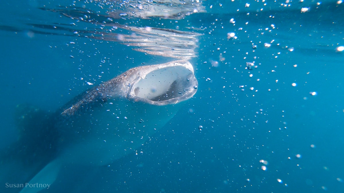 Whale shark in the Sea of Cortez