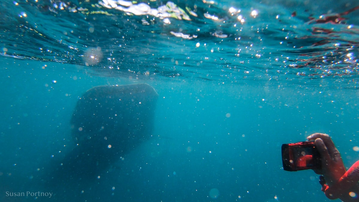 Taking a picture of a whale shark with red camera