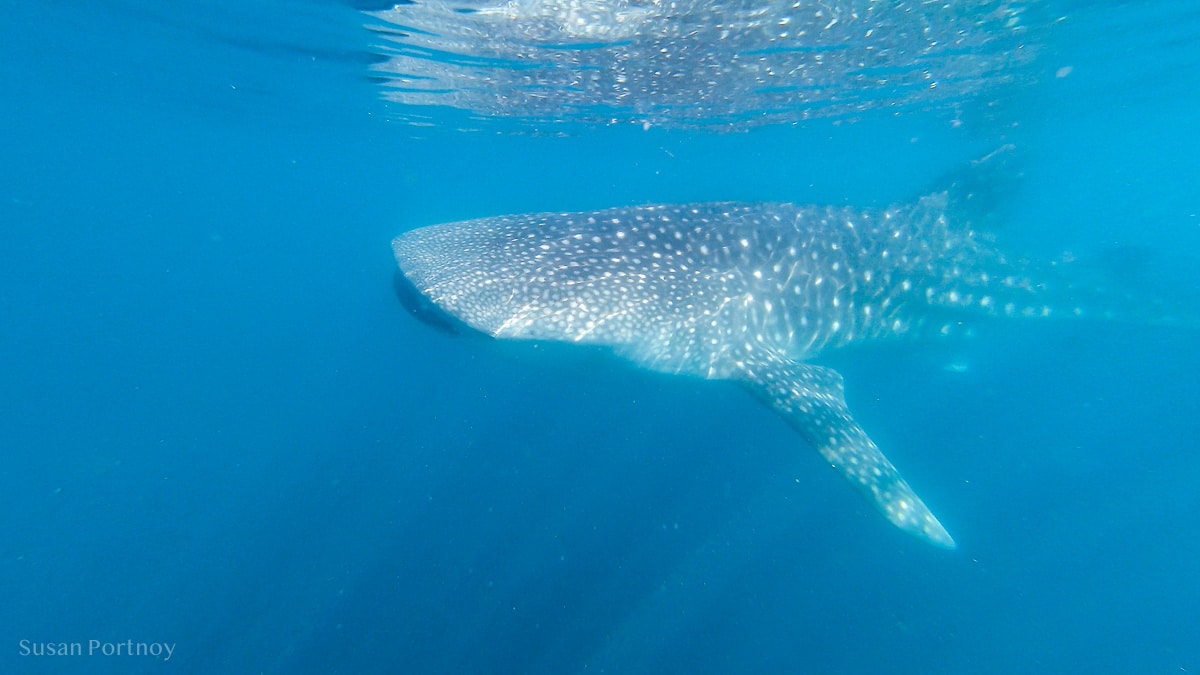 Whale shark swimming in the Bay of La Paz, Mexico.