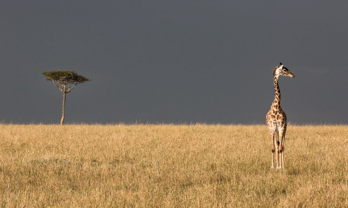 Giraffe standing in the Masai Mara