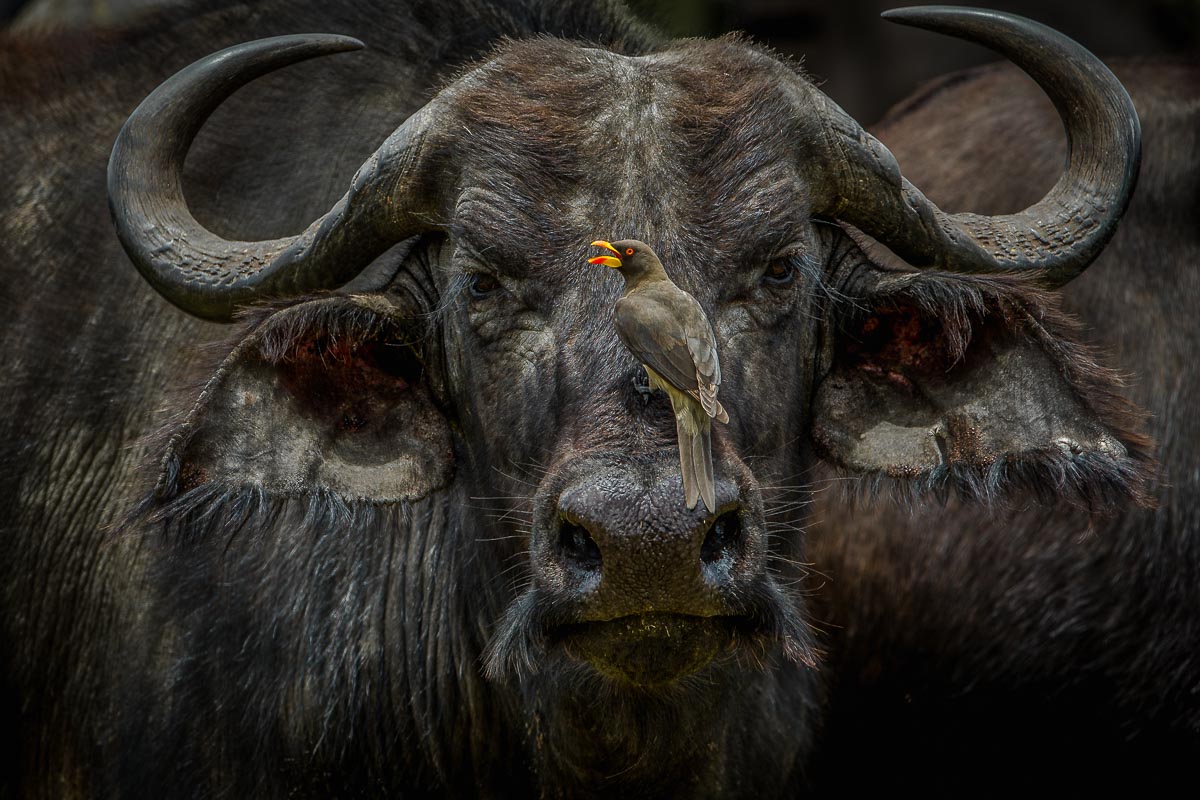 Buffalo with oxpecker on his nose