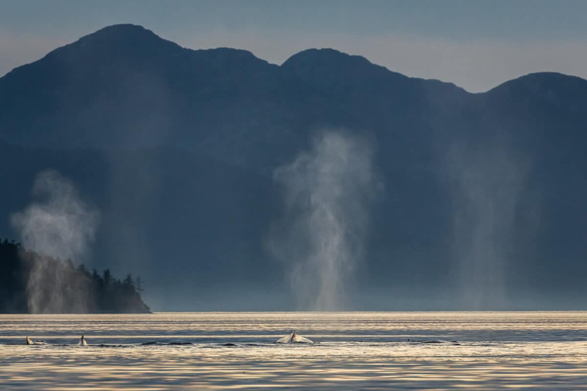 The mist from three humpback whales shoot up out of the water at sunset in the