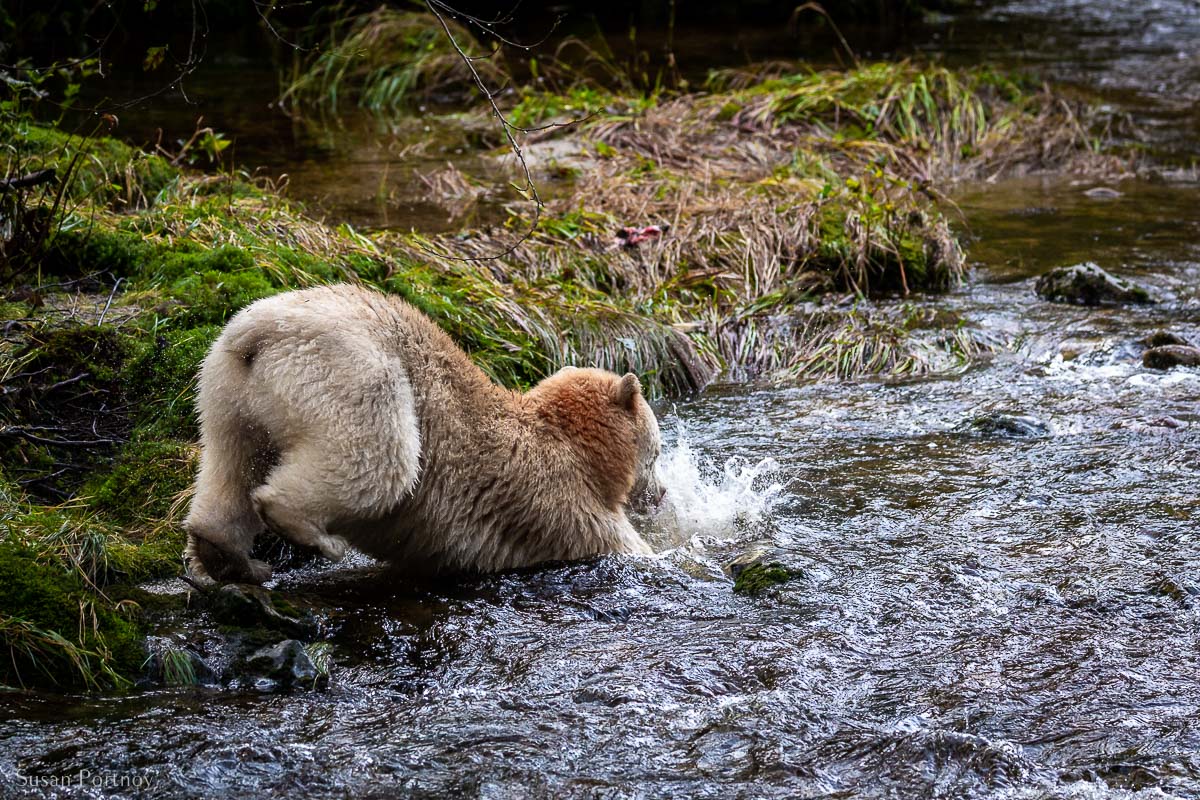 Boss, the Ivory-colored black bear, the Spirit Bear, leaping after salmon in a river in the Great Bear Rainforest